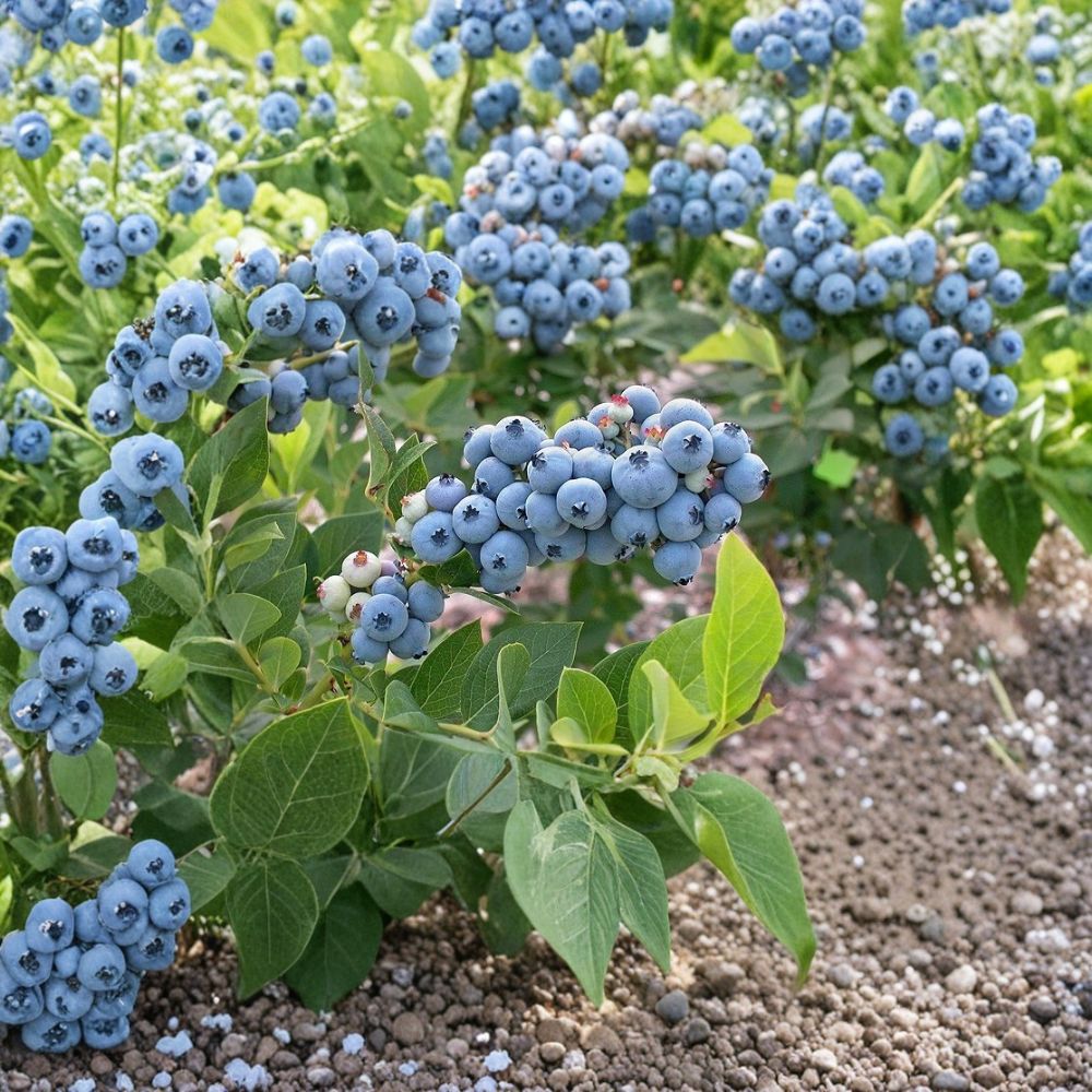 Legacy Blueberry – Vaccinium corymbosum Live Plant | Southern Highbush Berry Bush | High Yield Sweet Fruit | Fall Shipping