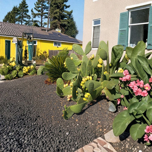 Prickly Pear Cactus – Opuntia spp. 1 Fresh Cut Pad | Ready to Plant | Hardy & Edible  Drought & Cold Tolerant | Flowering Desert Plant | Full Sun Lover