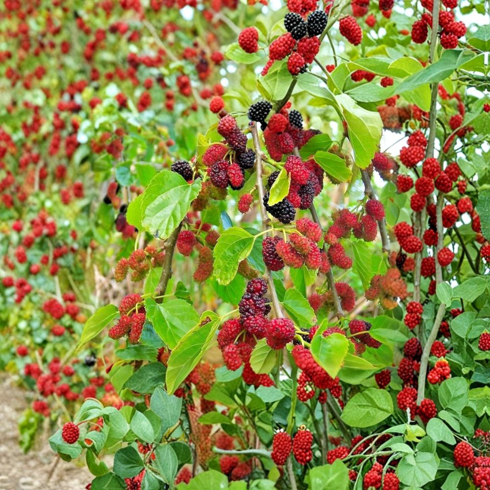 Red Mulberry Tree – Morus rubra Live Bare Root Plants | 16–24 Inches Tall | No Pot Included  Native Sweet Fruit Tree | Backyard & Wildlife Friendly | Easy to Grow