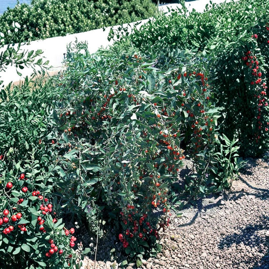 Goji Berry Cuttings – 10 Unrooted Stems 7–8 Inches | Lycium barbarum | Fast Fruiting Superfood Plant | Self-Pollinating Shrub