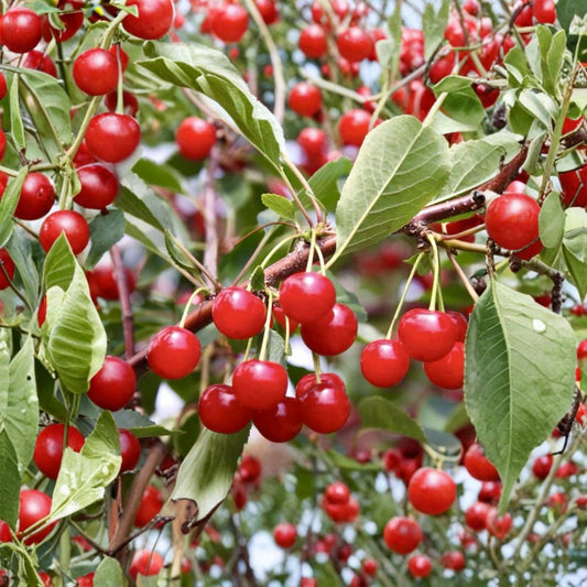 Montmorency Cherry Cuttings – Prunus cerasus Unrooted (6 Pack) | Tart Pie Cherry Tree | 6–8 Inch Stems | Easy Propagation
