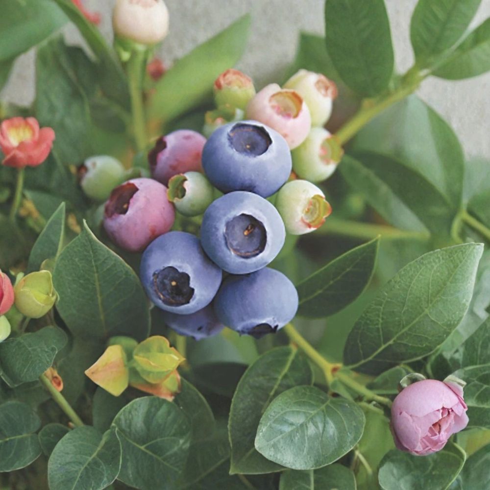 Reka Blueberry Starter Plants – Vaccinium corymbosum | Set of 3 Bare Root Plugs | 3–6 Inches Tall | Northern Highbush Early Berry Plants