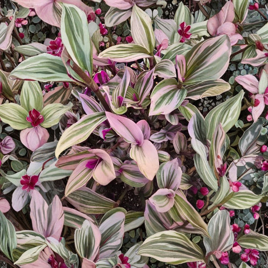 Pink Wandering Jew Cuttings – 5 Tradescantia Nanouk Live Cuttings | 3–5 Inch Variegated Houseplant | Pink Purple Green Plant