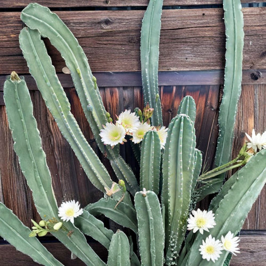 Peruvian Apple Cactus Cutting – 12 Inch Senita peruvianus | 4–5 Inch Diameter Columnar Cactus | Night Blooming Succulent | Rare Desert Plant