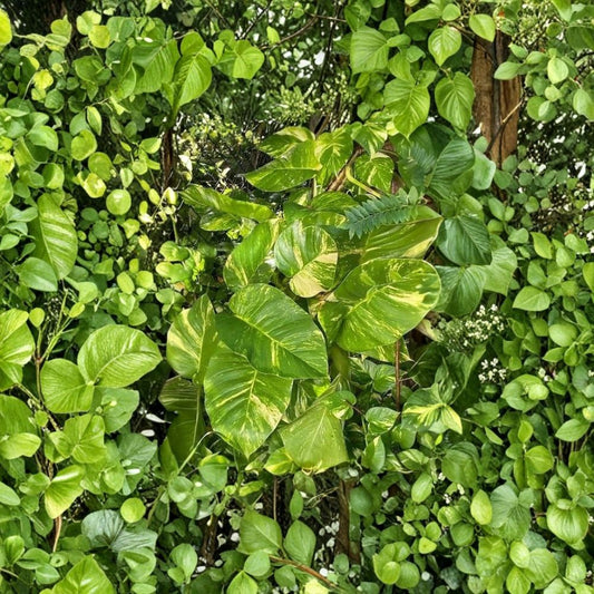 Variegated Golden Queen Pothos Cuttings – 6 Live Stems | Epipremnum aureum | Rooted or Unrooted | Easy Indoor Plant Starter | Free Shipping
