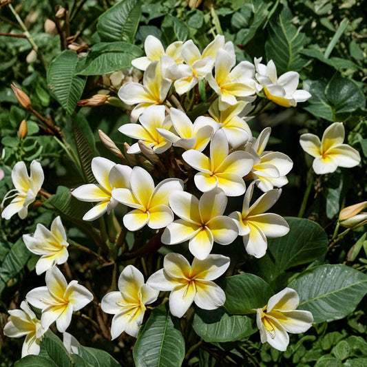 Plumeria Frangipani Plant – Rooted Cutting 10–12 Inch | White Yellow Flower Tropical Tree | Live Florida Grown Plant | Easy to Grow