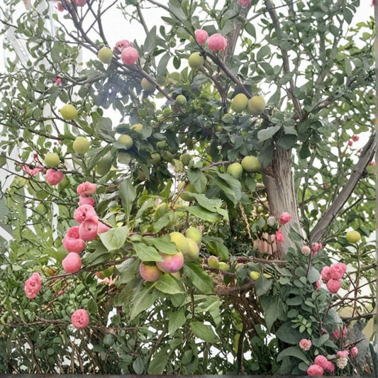 Grenade Pluot Scions – 5 Prunus Pluot Cuttings | Plum Apricot Hybrid | Sweet High Brix Fruit | Grafting Wood
