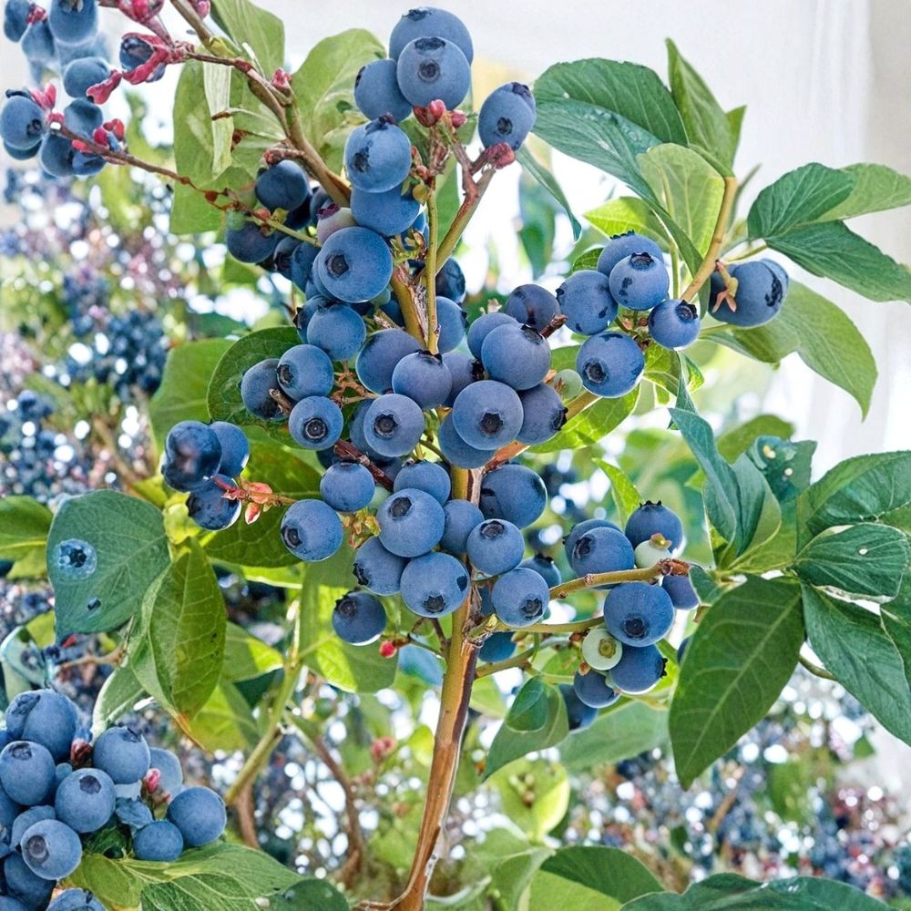 Vernon Blueberry – Vaccinium ashei Live Plant | Southern Rabbiteye Berry Bush | Very Large Firm Berries | High Yield Fruit Plant