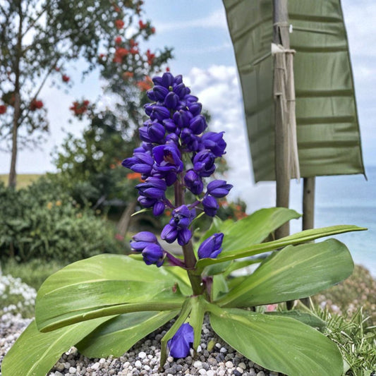 Blue Ginger Cuttings – 8 Pack (7–10 Inches) | Dichorisandra thyrsiflora | Hawaii Grown Tropical Flower Plant
