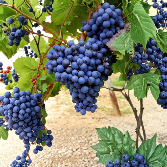 Blueberry Flavor Grape Cuttings – 10 Fresh Stems | Rare Sweet Fruit Vine | 2–3 Nodes | Ready for Rooting | Unique Variety