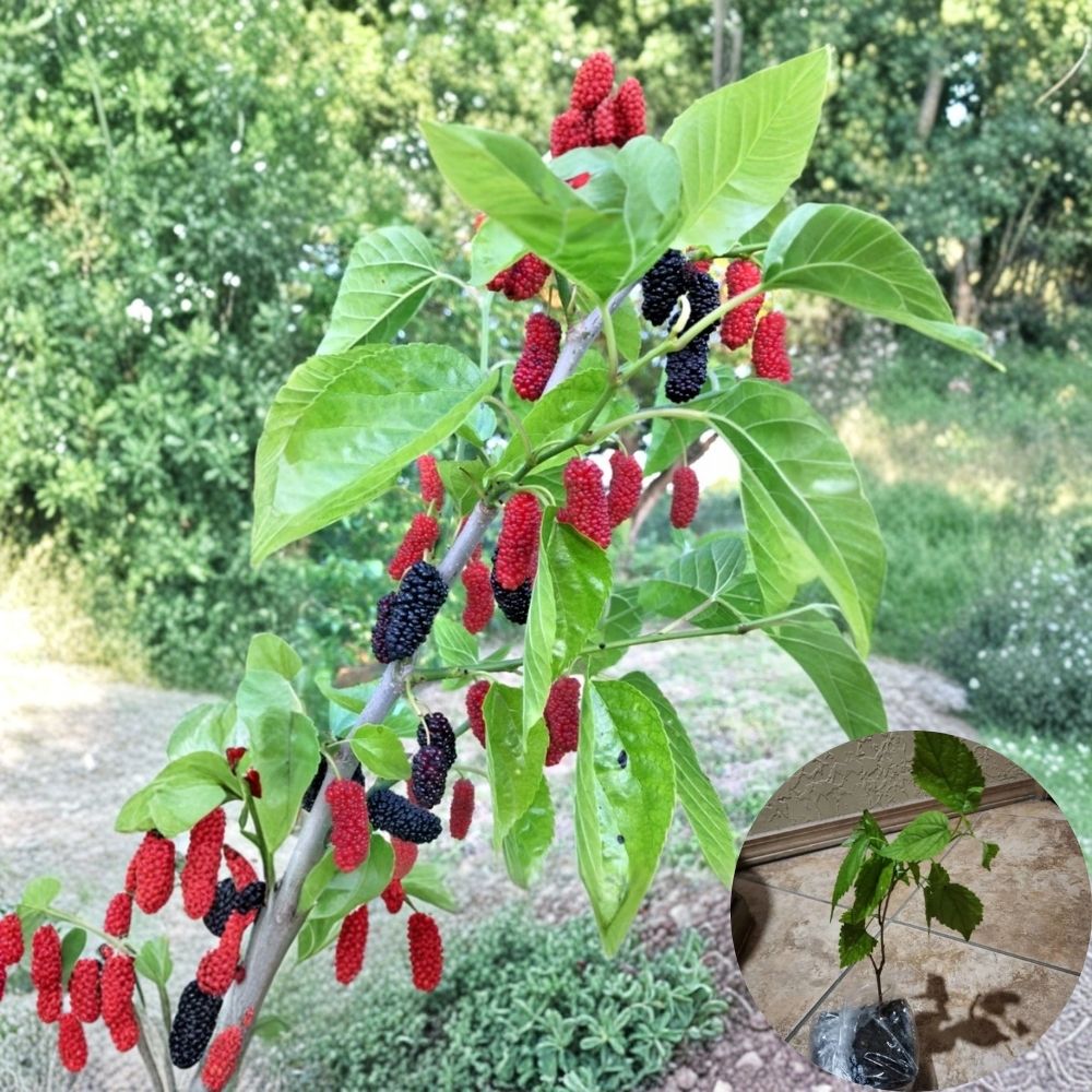 Illinois Everbearing Mulberry – Morus ‘Illinois Everbearing’ Live Seedlings | 4–8 Inches Tall | Rooted Plants – No Pot  Sweet Berry Fruit Tree | Backyard & Orchard Friendly | Easy to Grow