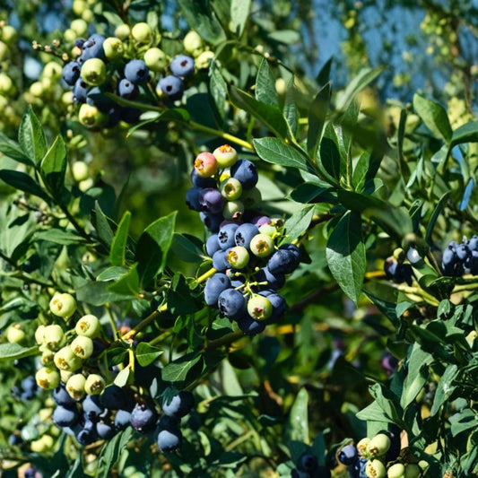 Sunshine Blueberry Plant – Vaccinium corymbosum ‘Sunshine’ Live Berry Bush | Southern Highbush Blueberry | 4–6" Tall Starter Plant