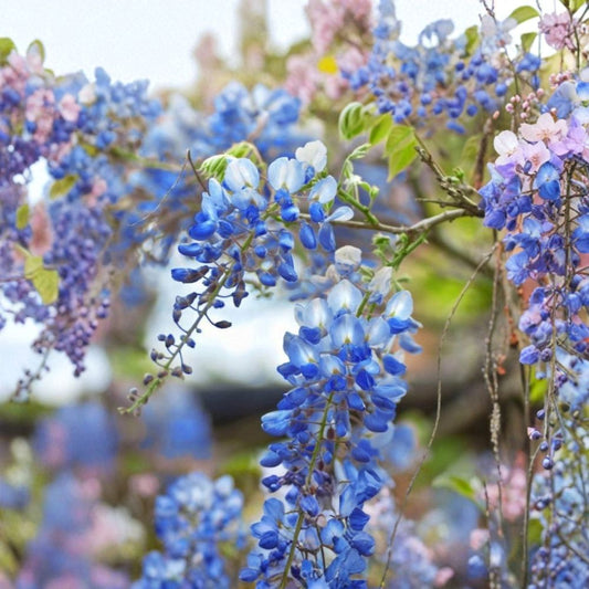 Blue Moon Wisteria Cuttings – 5 Unrooted Stems 6–8 Inches | Cold Hardy Vine | Fast-Growing Climbing Flower | Garden Trellis Starter