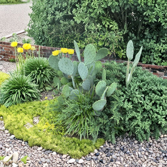 Eastern Prickly Pear – Opuntia humifusa 2 lbs of Pads | Cold Hardy Native | Virginia Grown  Edible & Hardy | Ground-Hugging Cactus | Withstands Wet Winters