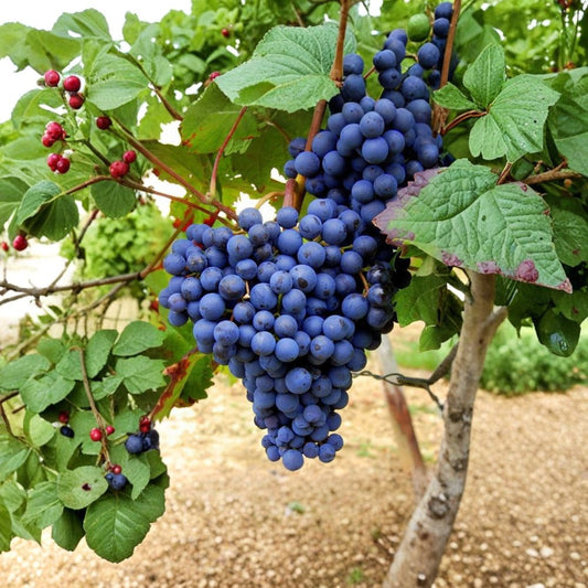 Blueberry Flavor Grape Cuttings – 10 Fresh Stems | Rare Fruiting Vine | 2–3 Nodes | Ready for Rooting | Sweet Unique Variety