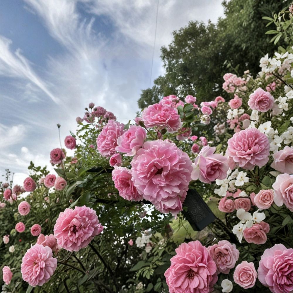 Pink Climbing Rose Cuttings – Heirloom Rose Bush | 5 Unrooted Cuttings 4–6 Inches | Fast Growing Garden Rose | Outdoor Hardy Flower Plant