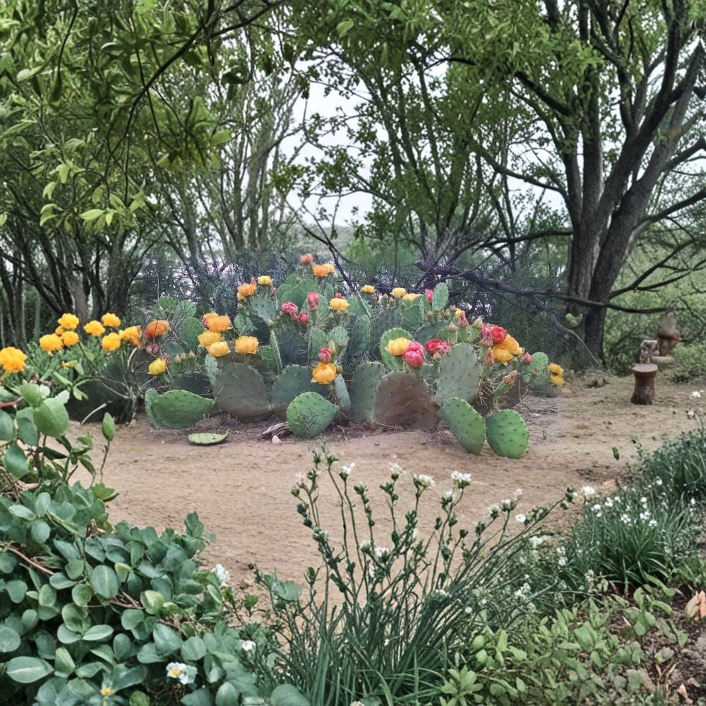 West Texas Prickly Pear – Opuntia lindheimeri Cactus Seeds | 10 Count | Cold Hardy Nopal  Ranch Grown | Yellow & Red Blooms | Hardy Desert Plant