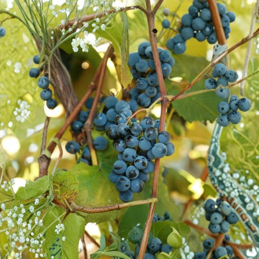 Concord Grape Cuttings – 5 Organic Unrooted Stems | Cold Hardy Vine | Table Juice Jelly Grapes | Backyard Vineyard Starter