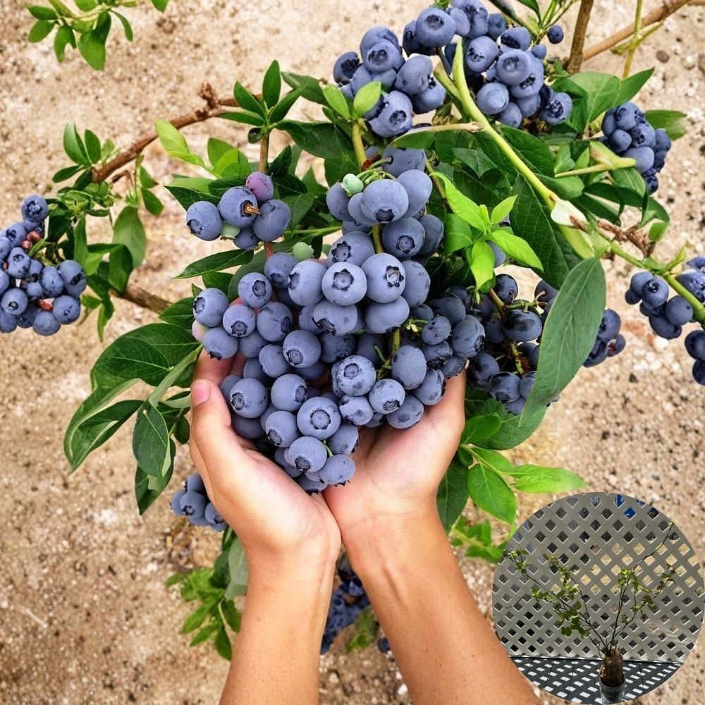Duke Blueberry Plant – Northern Highbush Live Berry Bush | 18–24 Inches Tall | 3 Year Old Plant | Bare Root Fruit Shrub | Cold Hardy Garden Plant
