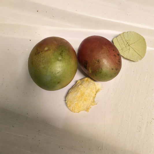 Kent Mango Seeds – Mangifera indica 2 Fresh Seeds | 2023 Harvest | Sweet USA Variety  Late Season Favorite | Large Fruit Genetics | Tropical Growers Choice