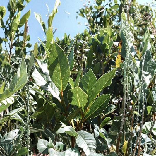 Sweet Bay Laurel Cuttings – 5 Pack | Laurus nobilis Herb Tree | 6–8 Inch Fresh Cuttings | Culinary Bay Leaf Plant Starter