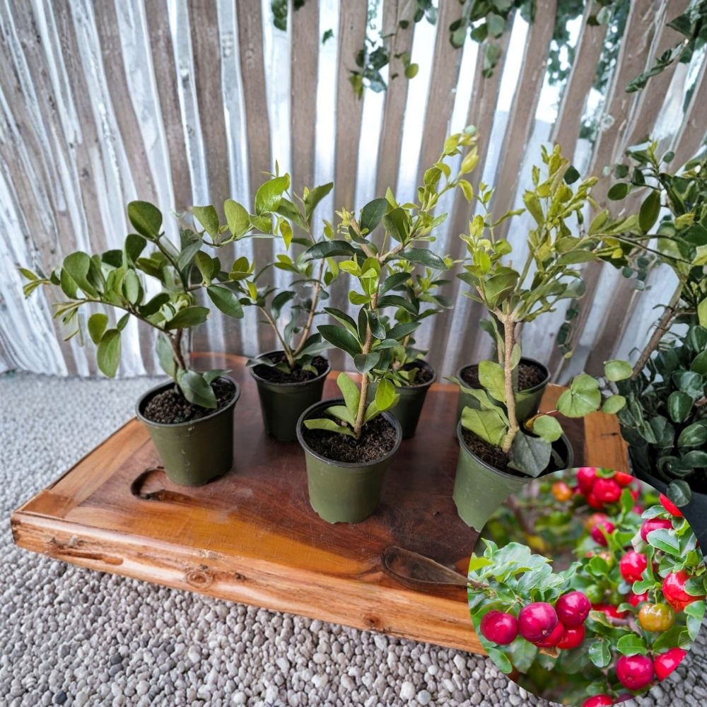 Barbados Cherry Tree – Acerola (Malpighia emarginata) Live Plant | 4 Inch Pot | Organic Grown | Fast Fruiting Tropical Fruit Plant
