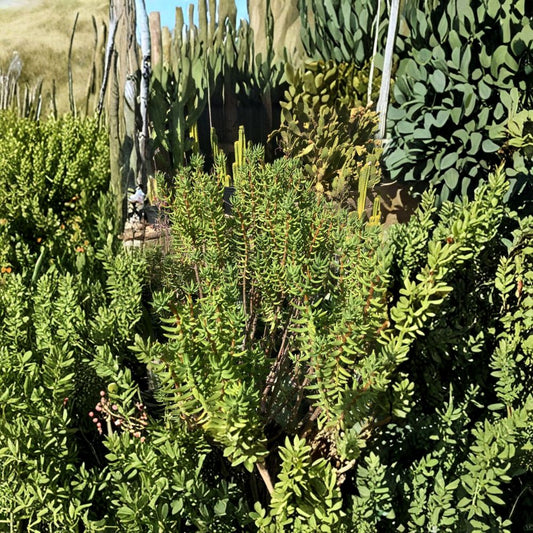 Mini Pine Tree Succulent – 7 Crassula tetragona Cuttings | 5–8 Inch Live Cuttings | Bonsai Succulent | Drought Tolerant | Easy to Grow