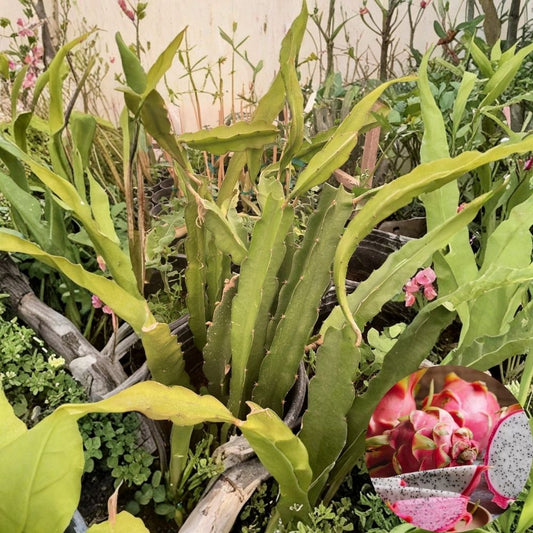 Allura Dragon Fruit Cuttings – Mature 12–17 Inch Cuttings | Pink Flower Pitaya | Rare Exotic Fruit Plant | Sweet Coconut Flavor | Easy to Grow
