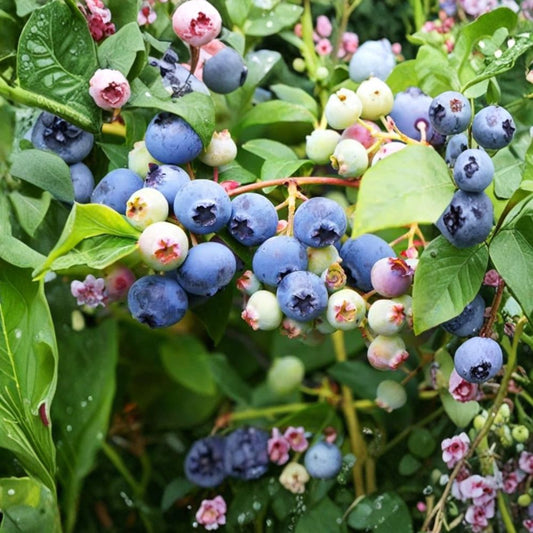 Top Hat Blueberry Plants – Vaccinium ‘Top Hat’ Live Dwarf Berry Bush | Set of 3 Rooted Plants | 4–6 Inches Tall | Container Friendly Fruit Plant