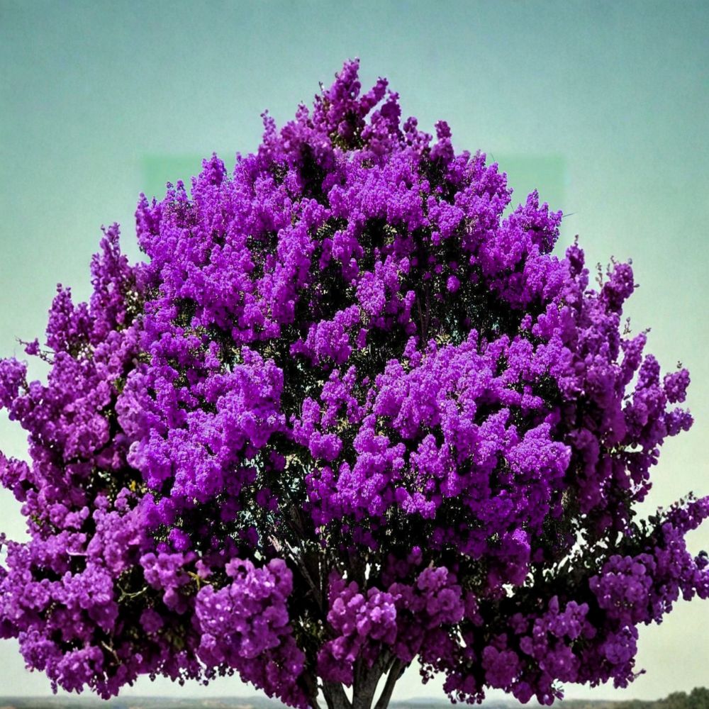 Dark Purple Crepe Myrtle Live Plants – 2 Rooted Lagerstroemia Trees | Flowering Shrub or Tree | Fast Growing Landscape Plant