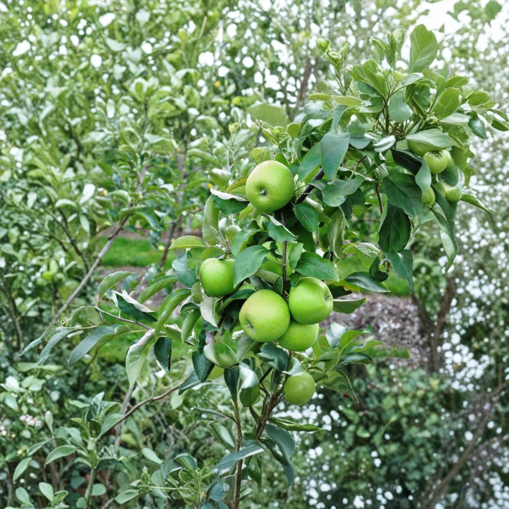 Granny Smith Apple Tree – 3 Ft Live Fruit Tree | Tart Green Apples | Cold Hardy Baking Apple | Backyard Orchard Plant
