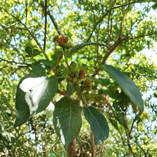 Dwarf Everbearing Mulberry Cuttings – 20 Assorted Unrooted Stems | Morus nigra | Fresh Cut | Sweet Fruit Tree Starter | Easy Propagation