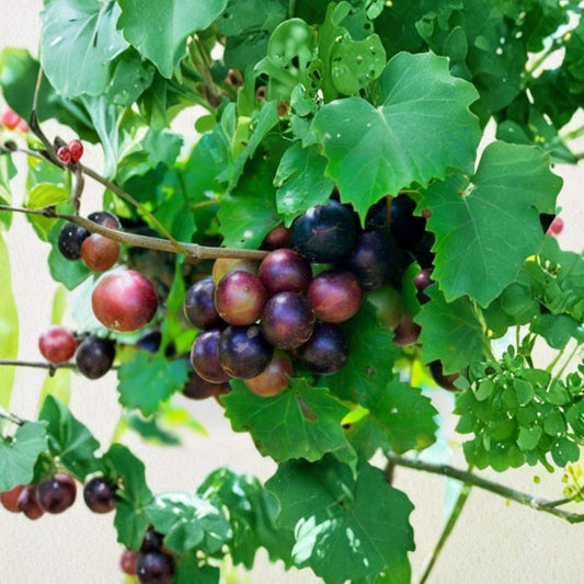 Muscadine Grape Cuttings – 10 Unrooted Stems (5 Male + 5 Female) | Vitis rotundifolia | Southern Native Fruit Vine | Organic Wild Grown