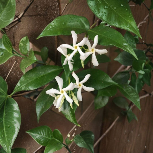 Star Jasmine Cuttings – 7 Pack (6 Inches) | Trachelospermum jasminoides | Fragrant Climbing Vine | Evergreen Flower Plant