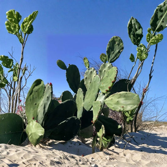 Edible Prickly Pear – Opuntia ficus-indica 4 Fresh Pads | 5–8 Inches | FREE Shipping  Easy to Grow | Nopales & Fruit Producing | Fast Growing Cactus