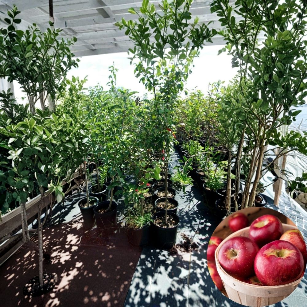 Cortland Apple Tree – 4–6 Ft Live Fruit Tree | Sweet Juicy Apples | Backyard Orchard Plant | Malus domestica