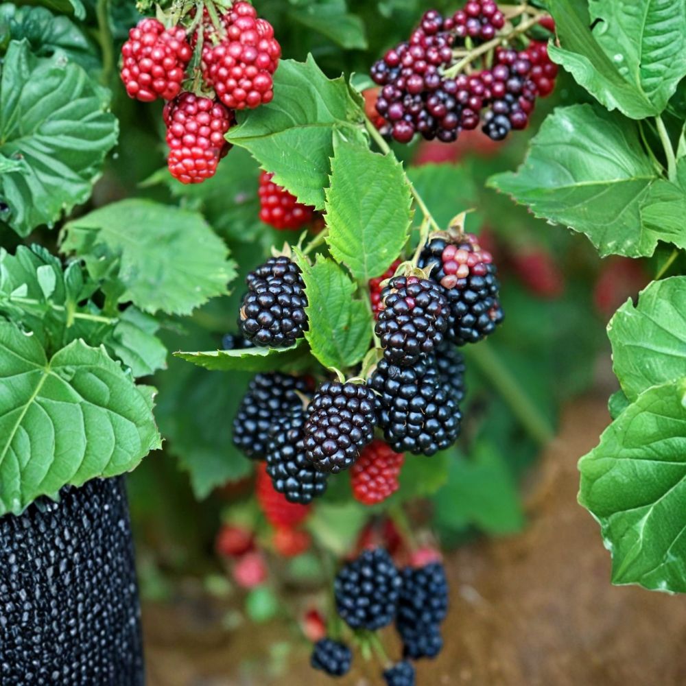 Galaxy Blackberry Starter Plants – Rubus Live Thornless Berry Bush | Set of 10 Bare Root Plugs | 3–6 Inches Tall | Early Season Blackberry Plants