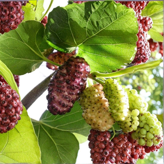 White Mulberry Tree – Morus alba Live Plant | 12–24 Inches Tall | Includes Nursery Pot  Sweet Fruit Tree Starter | Backyard & Garden Friendly | Easy to Grow