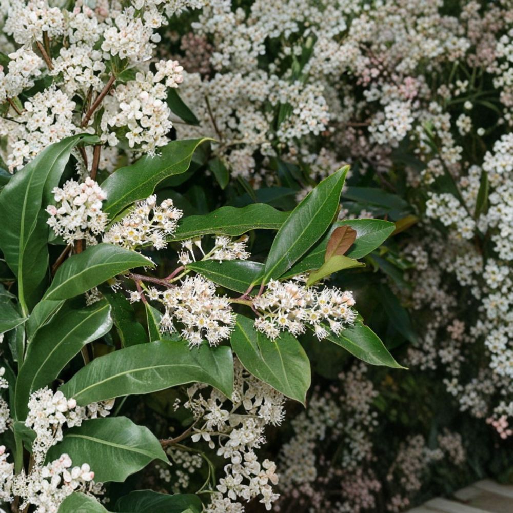 Carolina Cherry Laurel Cuttings – 25 Unrooted Stems 6–8 Inches | Prunus caroliniana | Privacy Hedge Shrub | Evergreen Screen Plant