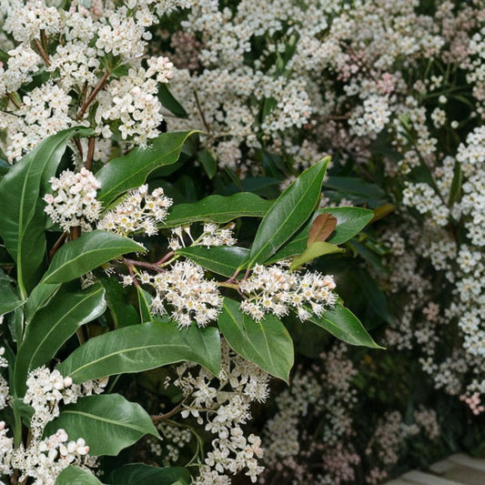 Carolina Cherry Laurel Cuttings – 25 Unrooted Stems 6–8 Inches | Prunus caroliniana | Privacy Hedge Shrub | Evergreen Screen Plant