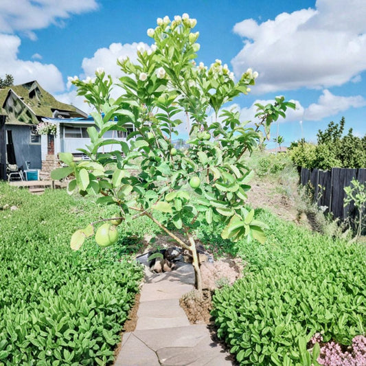 Guava Cuttings – 3 Unrooted 4–5 Inch Guava Tree Cuttings | Tropical Fruit Plant | Hawaii Grown | Sweet Edible Fruit