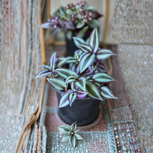 Purple Wandering Jew Cuttings – 12 Tradescantia Zebrina Live Cuttings | 4–6 Inch Trailing Houseplant | Zebra Plant | Easy to Grow