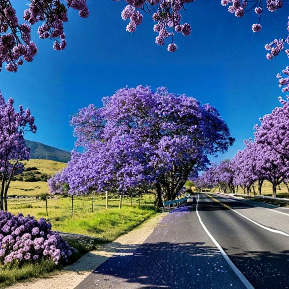 Blue Jacaranda Tree – Jacaranda mimosifolia Live Plant | 8–10 Inches Tall | 1 Year Old | Includes 3" Pot | Fast-Growing Flowering Tree