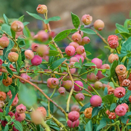5 Pink Lemonade Blueberry Plants – Vaccinium Rabbiteye Starter Plants | 3–4 Inches Tall | Bare Root Blueberry Bush | Sweet Pink Berry Garden Fruit Plant