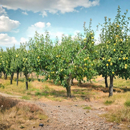 Kieffer Pear Tree – Pyrus communis × Pyrus pyrifolia 2–3 Ft Tall | Bare Root | Ready to Plant  Self-Fertile | Heat & Cold Hardy | Heavy Producer