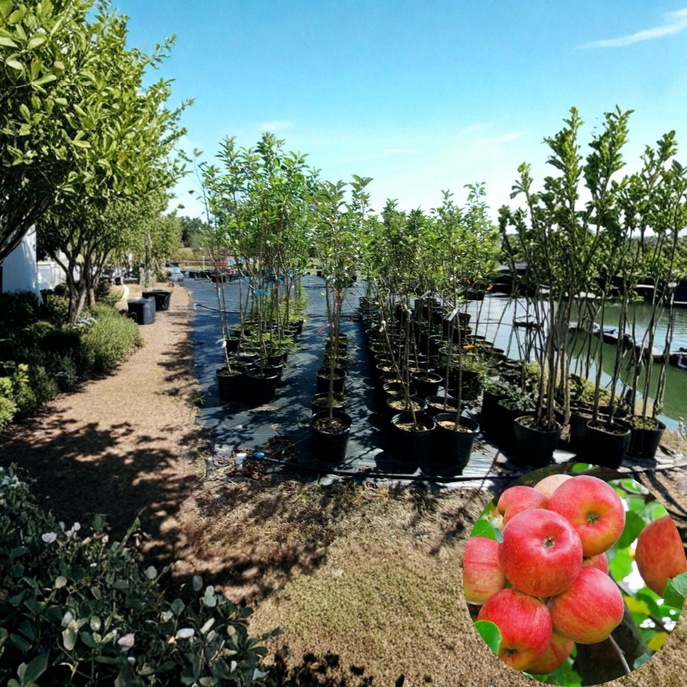 Red Spy Apple Tree – 4–6 Ft Live Fruit Tree | Sweet Crisp Orchard Apples | Backyard Apple Tree | Malus domestica