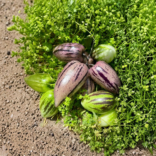 Pepino Melon Cuttings – 12 Fresh Stems | 3 Varieties (Vista, Zebra, Stripy Purple) | Sweet Cucumber Fruit Plant | Garden & Greenhouse Ready