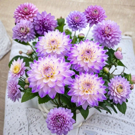 Ferncliff Illusion Dahlia – 3 Tubers | Lavender & Cream Dinnerplate Flowers | Cut Flower Garden Favorite