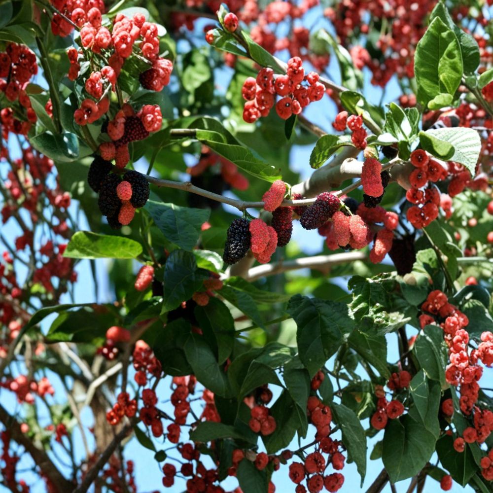 Dwarf Everbearing Mulberry Live Plant – Morus nigra Starter Tree | 3–15 Inch Fruit Tree | Fast Fruiting | Free Shipping
