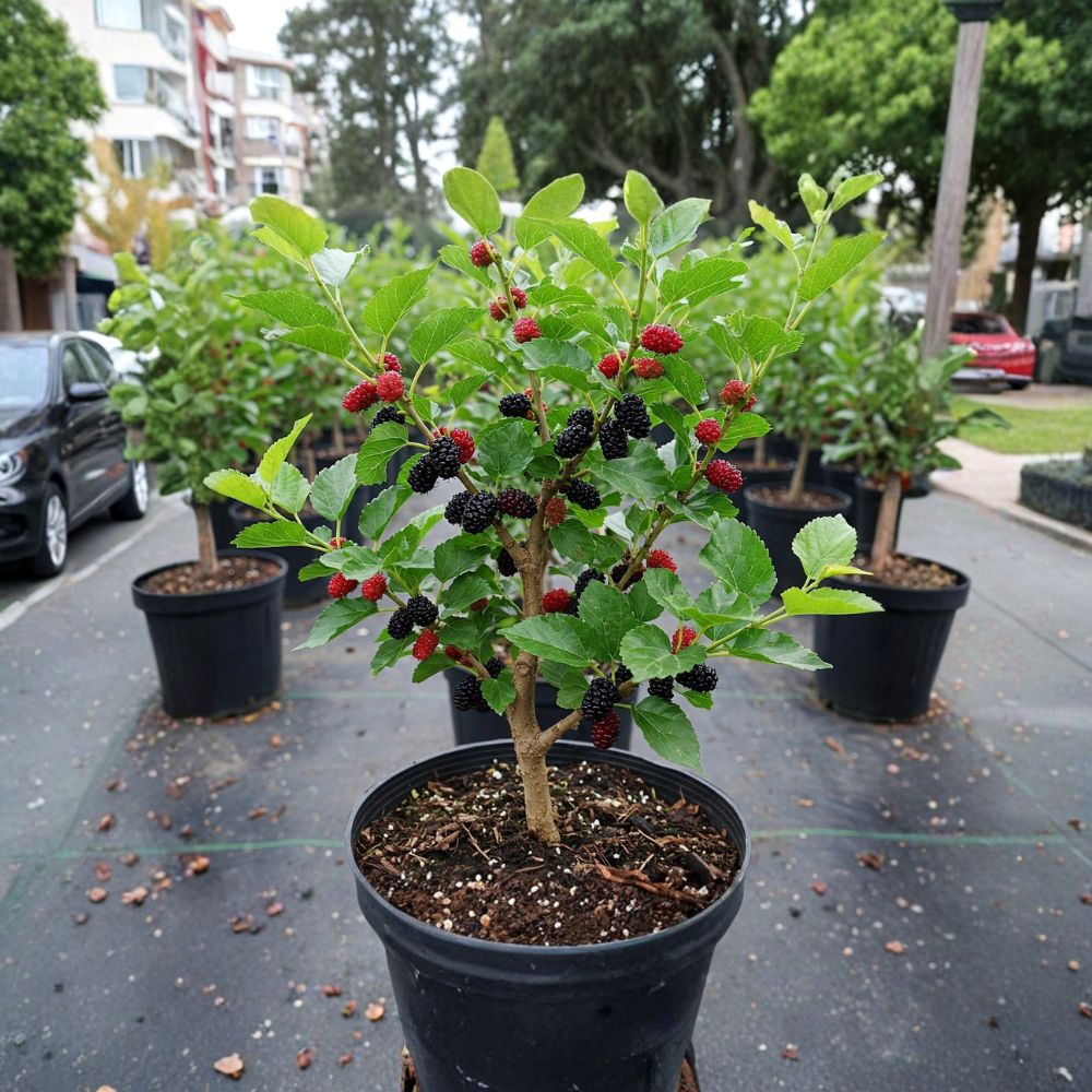 Dwarf Everbearing Mulberry – Morus nigra Live Plant | 4 Inch Pot | Includes Nursery Pot  Sweet Berry Fruit Tree | Patio & Container Friendly | Easy to Grow